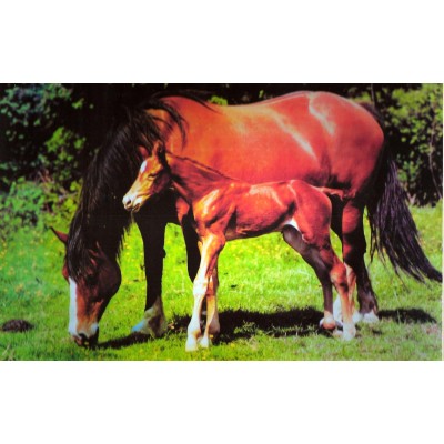 Puzzle James-Hamilton-Foal Mare and Foal