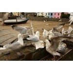 Puzzle   Gourmet Gulls, Illfracombe, Devon