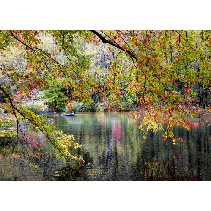 Puzzle  Alipson-Puzzle-F-50030 Branches au Bord de la Rivière