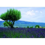 Puzzle  Bluebird-Puzzle-F-90434 Mont Ventoux