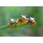 Puzzle   Friendly Frogs