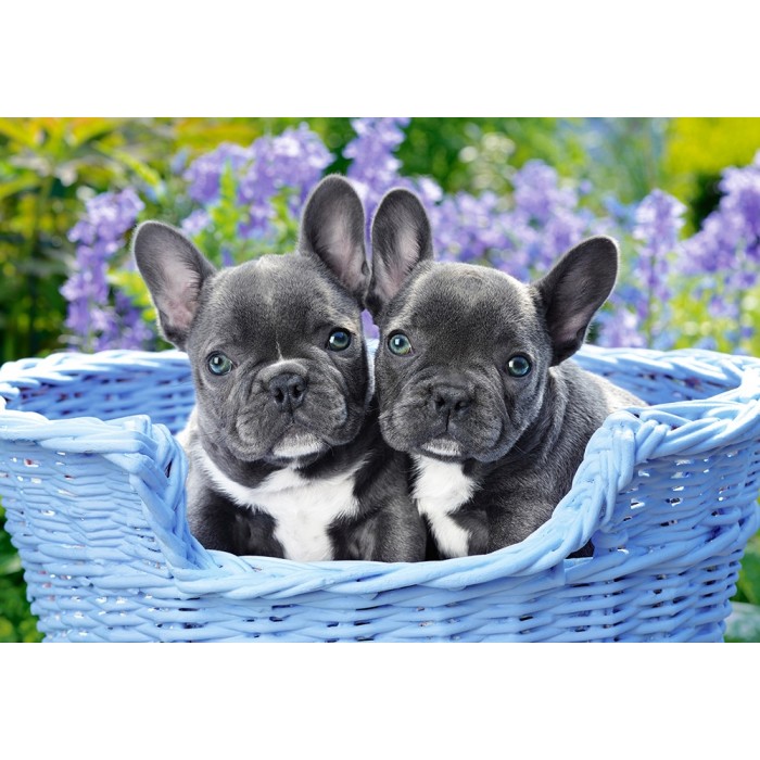 Puzzle  Castorland-104246 French Bulldog Puppies