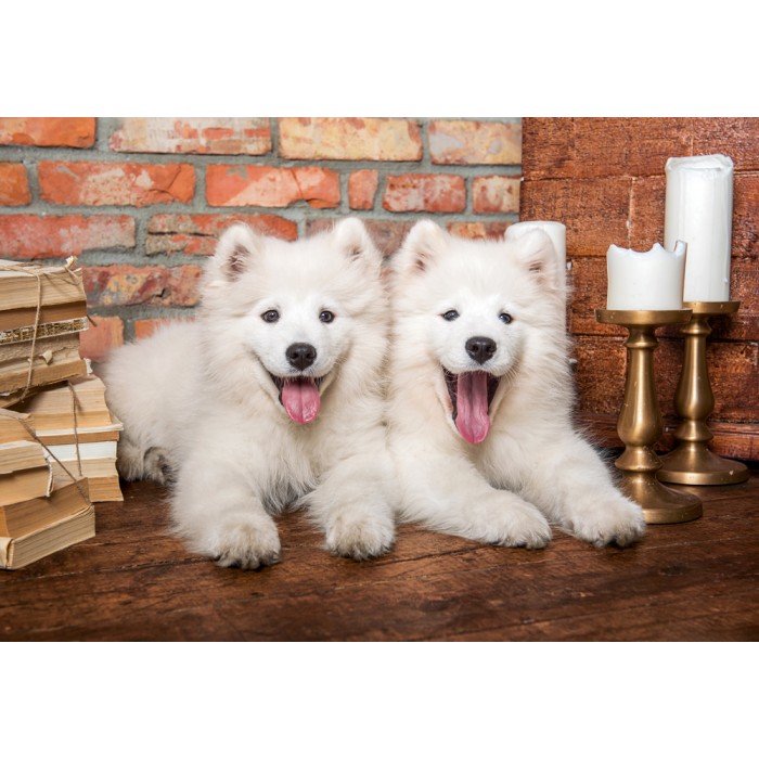 Puzzle  Castorland-105137 Samoyed Puppies Say Hello