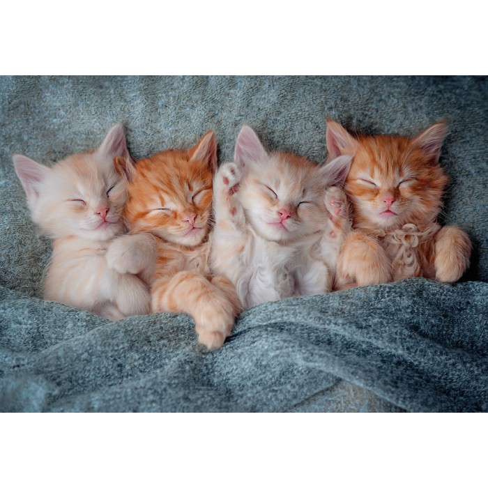 Puzzle  Castorland-105144 Chatons Mignons