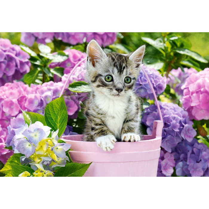 Chaton dans le Pot