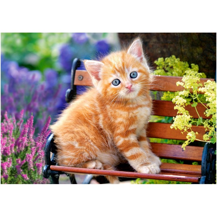 Puzzle  Castorland-52240 Ginger Kitten