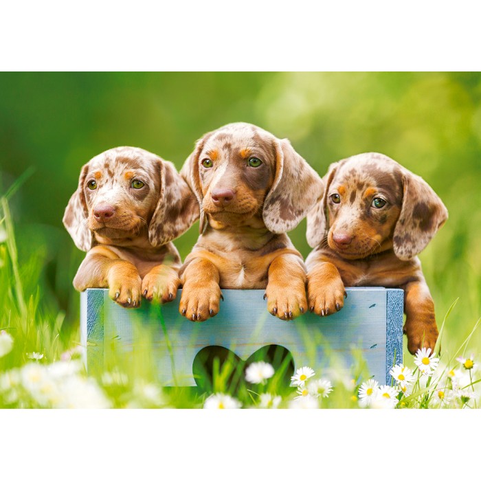 Puzzle  Castorland-53605 Mignons Chiots