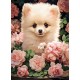 Chiot Spitz Nain dans les Roses