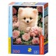 Chiot Spitz Nain dans les Roses