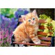 Ginger Kitten