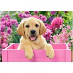Puzzle   Labrador Puppy in Pink Box
