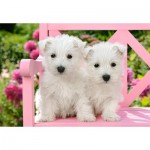Puzzle   White Terrier Puppies