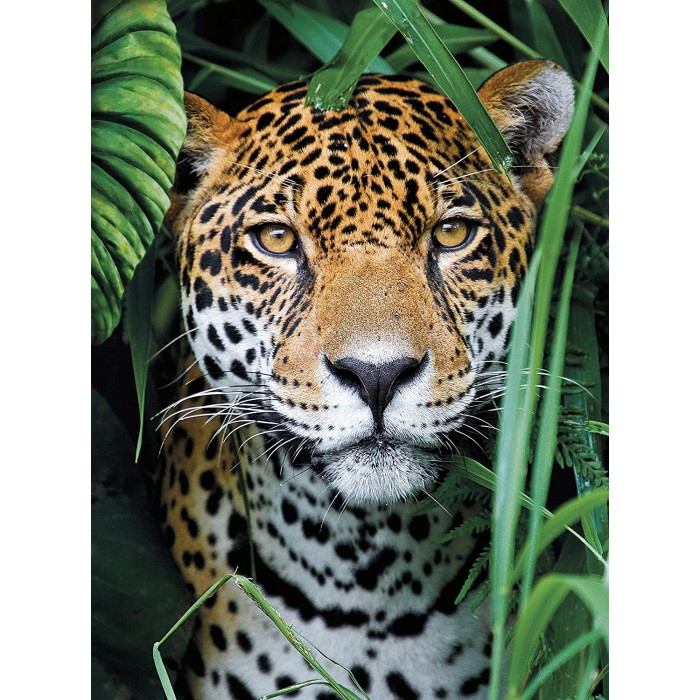 Puzzle  Clementoni-35541 Jaguar dans la Jungle