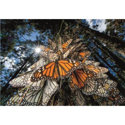 Puzzle Clementoni-39732 National Geographic - Papillons