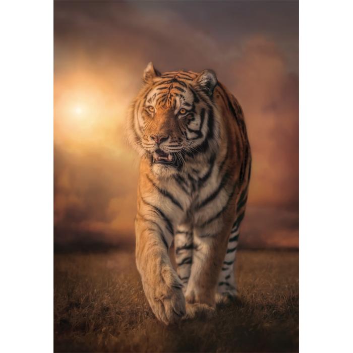 Puzzle  Clementoni-39773 Tigre