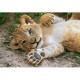 WWF - Lionceau
