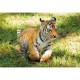 WWF - Tigre