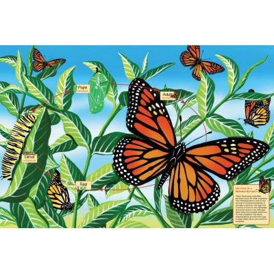 Cobble-Hill-55102 Puzzle Géant de Sol : Le cycle de vie du Papillon Monarque