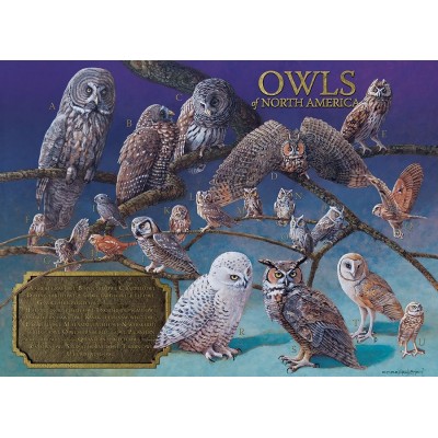 Puzzle Cobble-Hill-80011 Owls of North America