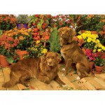 Puzzle   Duck Tollers
