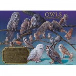 Puzzle   Owls of North America