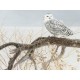 Pièces XXL - Fallen Willow Snowy Owl