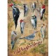 Pièces XXL - Notable Woodpeckers