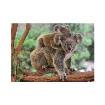 Puzzle Dino-47230 Pièces XXL - Koalas