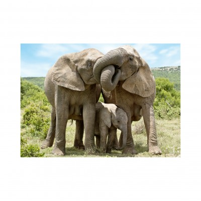 Puzzle Dino-53295 Famille d'Eléphants