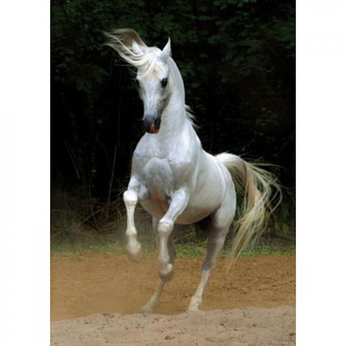 Puzzle  Dtoys-65988 Cheval blanc