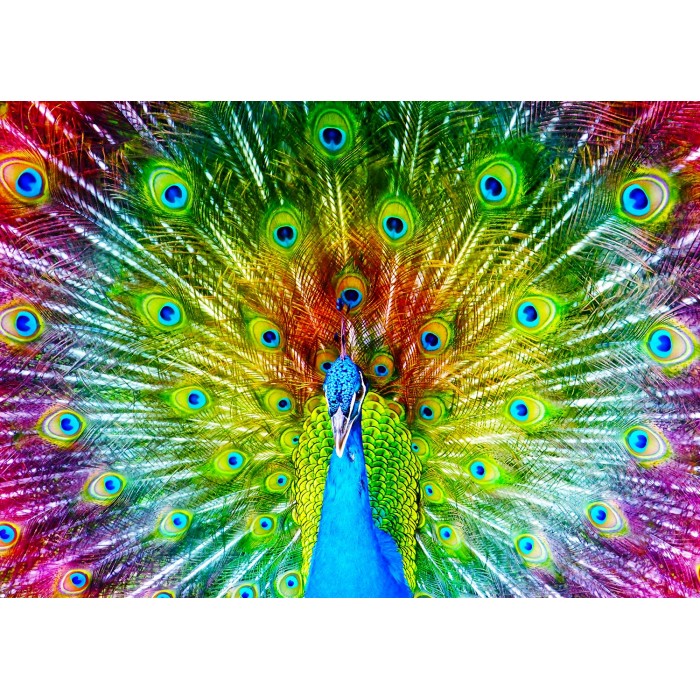 Puzzle  Enjoy-Puzzle-1251 Colorful Peacock