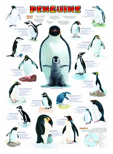 Puzzle Eurographics-6000-0044 Les pingouins