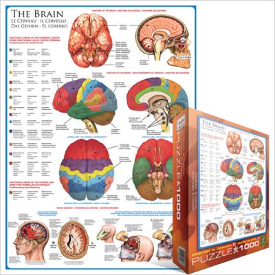 Puzzle Eurographics-6000-0256 Le cerveau