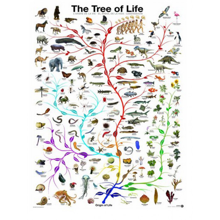 Puzzle Eurographics-6000-0282 L'évolution - l'arbre de vie