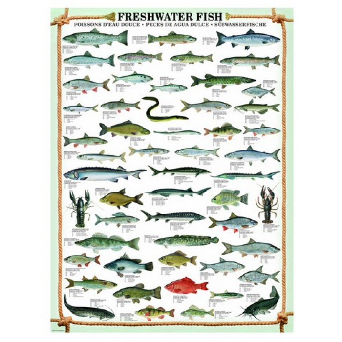 Puzzle  Eurographics-6000-0312 Poissons d'eau douce