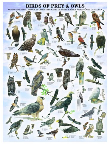Puzzle Eurographics-6000-0316 Oiseaux de proies et hiboux