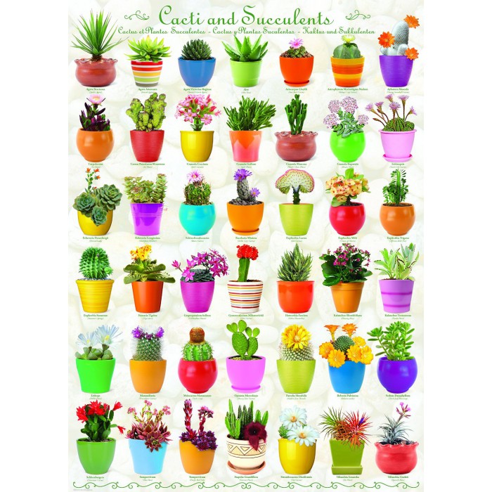 Puzzle Eurographics-6000-0654 Cactus et Plantes Succulentes