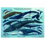 Puzzle   Dauphins et Baleines