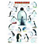 Puzzle   Les pingouins