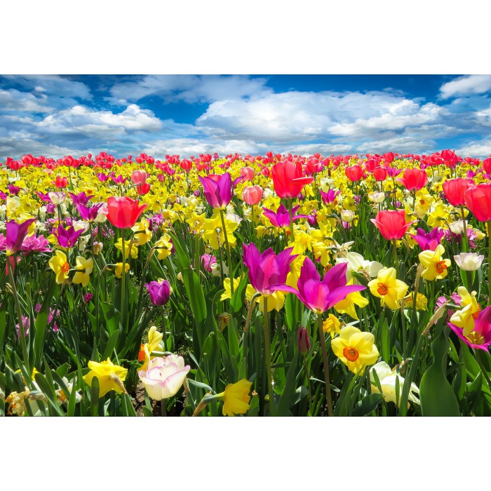 Puzzle Grafika-F-30985 Tulipes