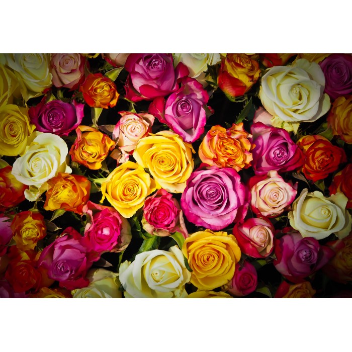 Puzzle  Grafika-F-31043 Roses