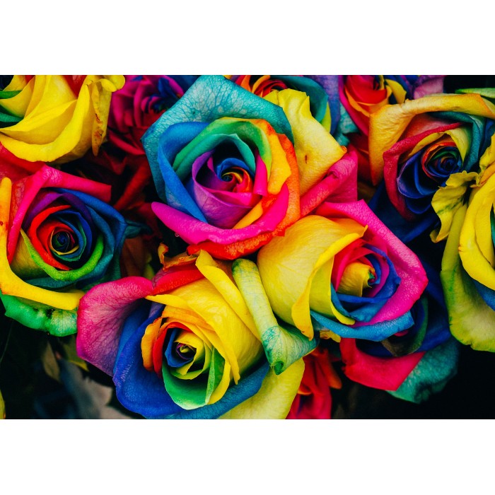 Puzzle  Grafika-F-31044 Roses Multicolores