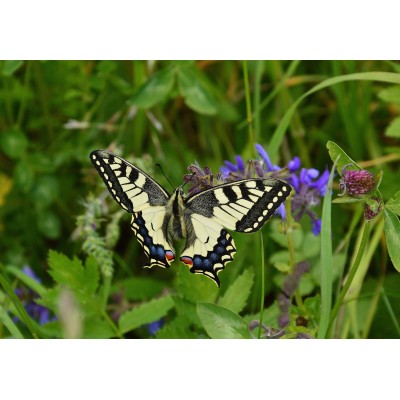 Puzzle Grafika-F-31124 Papillon Blanc et Noir