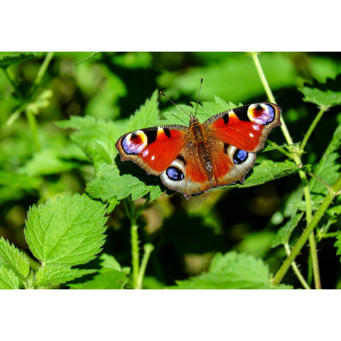 Puzzle  Grafika-F-31125 Papillon Rouge