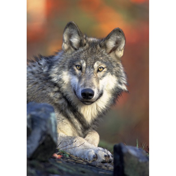 Puzzle  Grafika-F-31621 Loup