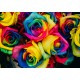 Roses Multicolores