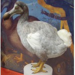 Puzzle   Ballista - Dodo Reconstruction (Raphus cucullatus)