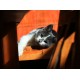 Chaton