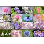 Puzzle   Collage - Fleurs de Printemps