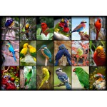 Puzzle   Collage - Oiseaux Colorés